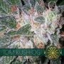 Tom Kush OG Feminized Marijuana Strain by Vision Seeds For Sale Online at Cannabis Seeds Outlet