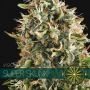 Super Skunk Feminized Marijuana Strain by Vision Seeds For Sale Online at Cannabis Seeds Outlet