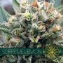 Supreme Lemon Feminized Marijuana Strain by Vision Seeds For Sale Online at Cannabis Seeds Outlet