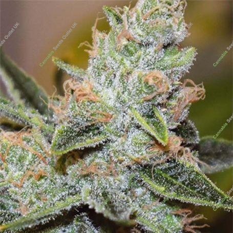 Wedding Cake x Triple OG Feminized Marijuana Strain by Vision Seeds For Sale Online at Cannabis Seeds Outlet