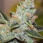 Wedding Cake x Triple OG Feminized Marijuana Strain by Vision Seeds For Sale Online at Cannabis Seeds Outlet