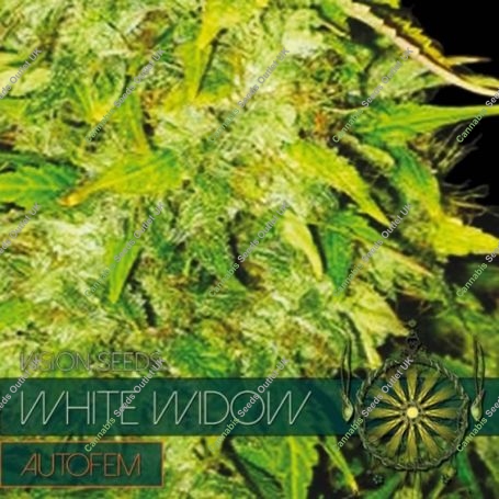 White Widow Auto Feminized Marijuana Strain by Vision Seeds For Sale Online at Cannabis Seeds Outlet