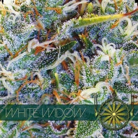 White Widow Feminized Marijuana Strain by Vision Seeds For Sale Online at Cannabis Seeds Outlet