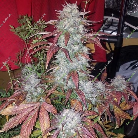 24 Carat Auto Feminized Marijuana Strain by Mephisto Genetics For Sale Online at Cannabis Seeds Outlet
