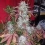 24 Carat Auto Feminized Marijuana Strain by Mephisto Genetics For Sale Online at Cannabis Seeds Outlet