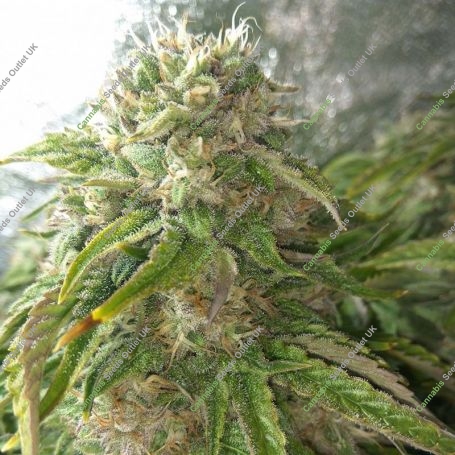 3 Bears OG Auto Feminized Marijuana Strain by Mephisto Genetics For Sale Online at Cannabis Seeds Outlet