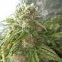 3 Bears OG Auto Feminized Marijuana Strain by Mephisto Genetics For Sale Online at Cannabis Seeds Outlet