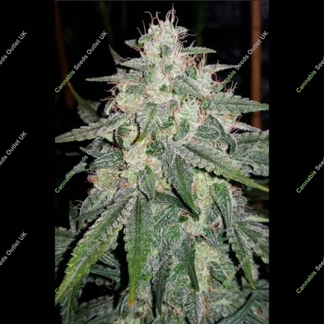 4 Assed Monkey Auto Feminized Marijuana Strain by Mephisto Genetics For Sale Online at Cannabis Seeds Outlet