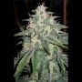 4 Assed Monkey Auto Feminized Marijuana Strain by Mephisto Genetics For Sale Online at Cannabis Seeds Outlet