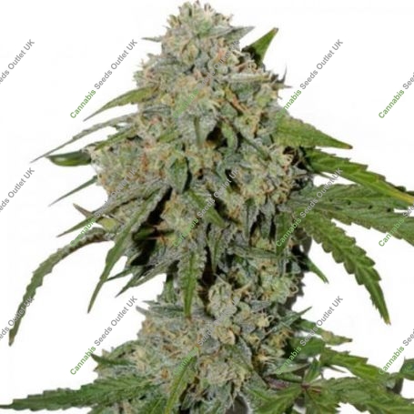 Alien vs Triangle Auto Feminized Marijuana Strain by Mephisto Genetics For Sale Online at Cannabis Seeds Outlet
