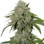 Alien vs Triangle Auto Feminized Marijuana Strain by Mephisto Genetics For Sale Online at Cannabis Seeds Outlet