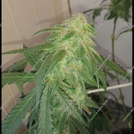 Beary Marijuana Strain by Mephisto Genetics For Sale Online at Cannabis Seeds Outlet