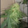 Beary Marijuana Strain by Mephisto Genetics For Sale Online at Cannabis Seeds Outlet