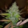 Chemdogging Auto Feminized Marijuana Strain by Mephisto Genetics For Sale Online at Cannabis Seeds Outlet