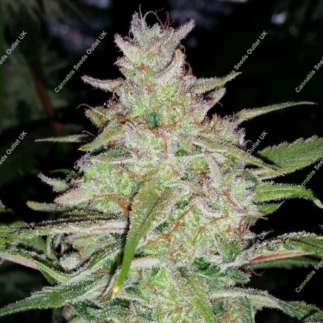 Cosmic Queen Auto Feminized Marijuana Strain by Mephisto Genetics For Sale Online at Cannabis Seeds Outlet