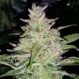 Cosmic Queen Auto Feminized Marijuana Strain by Mephisto Genetics For Sale Online at Cannabis Seeds Outlet