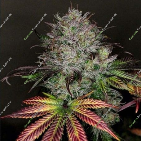 Creme De La Chem Auto Feminized Marijuana Strain by Mephisto Genetics For Sale Online at Cannabis Seeds Outlet