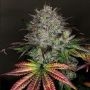 Creme De La Chem Auto Feminized Marijuana Strain by Mephisto Genetics For Sale Online at Cannabis Seeds Outlet