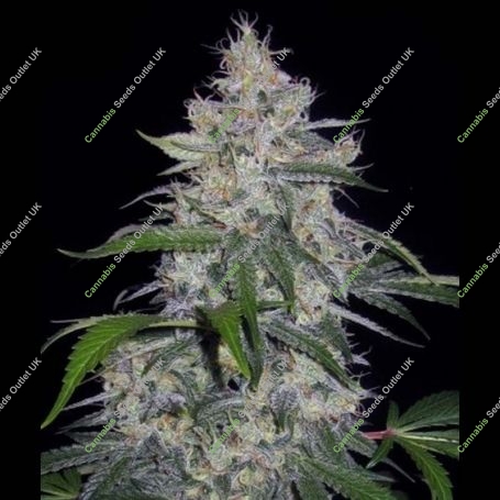Fantasmo Express Auto Feminized Marijuana Strain by Mephisto Genetics For Sale Online at Cannabis Seeds Outlet
