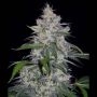 Fantasmo Express Auto Feminized Marijuana Strain by Mephisto Genetics For Sale Online at Cannabis Seeds Outlet