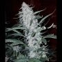 Forum Stomper Auto Feminized Marijuana Strain by Mephisto Genetics For Sale Online at Cannabis Seeds Outlet
