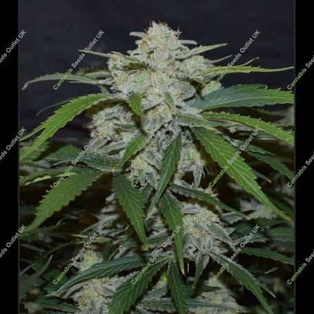 Fugue State Auto Feminized Marijuana Strain by Mephisto Genetics For Sale Online at Cannabis Seeds Outlet