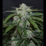 Fugue State Auto Feminized Marijuana Strain by Mephisto Genetics For Sale Online at Cannabis Seeds Outlet