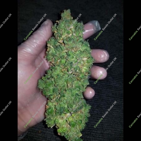 Heisenberg Special Auto Feminized Marijuana Strain by Mephisto Genetics For Sale Online at Cannabis Seeds Outlet