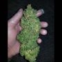 Heisenberg Special Auto Feminized Marijuana Strain by Mephisto Genetics For Sale Online at Cannabis Seeds Outlet