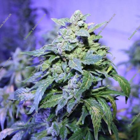 Hubbabubbasmelloscope Auto Feminized Marijuana Strain by Mephisto Genetics For Sale Online at Cannabis Seeds Outlet
