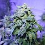 Hubbabubbasmelloscope Auto Feminized Marijuana Strain by Mephisto Genetics For Sale Online at Cannabis Seeds Outlet