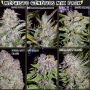 Mystery Mix Auto Feminized Marijuana Strain by Mephisto Genetics For Sale Online at Cannabis Seeds Outlet