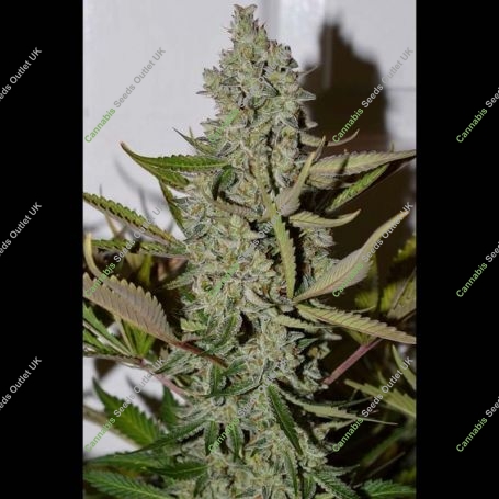 Northern Cheese Haze Auto Feminized Marijuana Strain by Mephisto Genetics For Sale Online at Cannabis Seeds Outlet