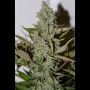 Northern Cheese Haze Auto Feminized Marijuana Strain by Mephisto Genetics For Sale Online at Cannabis Seeds Outlet