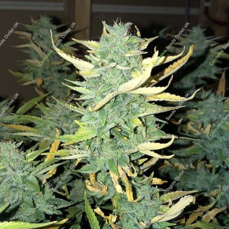 Orange Diesel Automatic Feminized Marijuana Strain by Mephisto Genetics For Sale Online at Cannabis Seeds Outlet