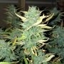 Orange Diesel Automatic Feminized Marijuana Strain by Mephisto Genetics For Sale Online at Cannabis Seeds Outlet