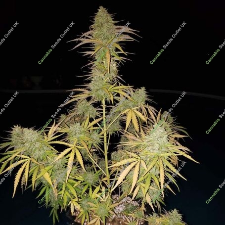 Ripleys OG Auto Feminized Marijuana Strain by Mephisto Genetics For Sale Online at Cannabis Seeds Outlet