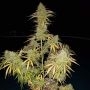 Ripleys OG Auto Feminized Marijuana Strain by Mephisto Genetics For Sale Online at Cannabis Seeds Outlet