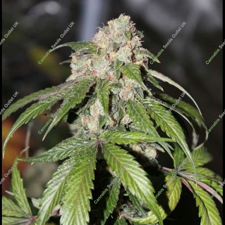 Samsquanch OG Automatic Feminized Marijuana Strain by Mephisto Genetics For Sale Online at Cannabis Seeds Outlet