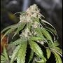 Samsquanch OG Automatic Feminized Marijuana Strain by Mephisto Genetics For Sale Online at Cannabis Seeds Outlet