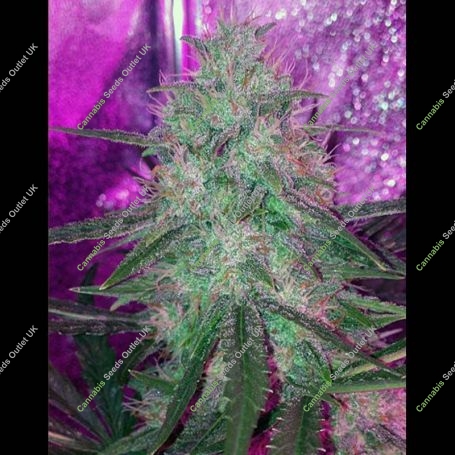 Skylar Marijuana Strain by Mephisto Genetics For Sale Online at Cannabis Seeds Outlet