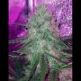 Skylar Marijuana Strain by Mephisto Genetics For Sale Online at Cannabis Seeds Outlet