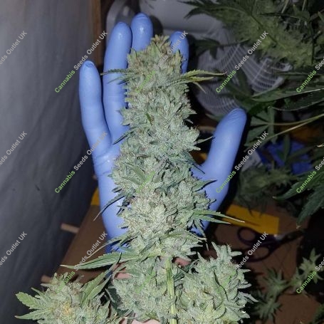 Skywalker Auto Feminized Marijuana Strain by Mephisto Genetics For Sale Online at Cannabis Seeds Outlet