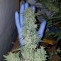 Skywalker Auto Feminized Marijuana Strain by Mephisto Genetics For Sale Online at Cannabis Seeds Outlet