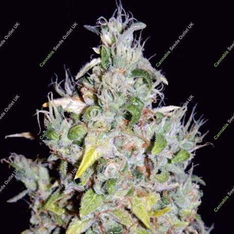 SODK Automatic Feminized Marijuana Strain by Mephisto Genetics For Sale Online at Cannabis Seeds Outlet
