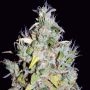 SODK Automatic Feminized Marijuana Strain by Mephisto Genetics For Sale Online at Cannabis Seeds Outlet