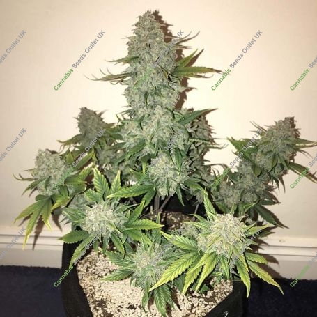 Sour Crack Auto Feminized Marijuana Strain by Mephisto Genetics For Sale Online at Cannabis Seeds Outlet