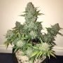 Sour Crack Auto Feminized Marijuana Strain by Mephisto Genetics For Sale Online at Cannabis Seeds Outlet