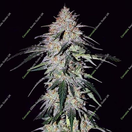 Sour Hound F2 Automatic Feminized Marijuana Strain by Mephisto Genetics For Sale Online at Cannabis Seeds Outlet