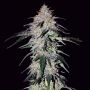 Sour Hound F2 Automatic Feminized Marijuana Strain by Mephisto Genetics For Sale Online at Cannabis Seeds Outlet
